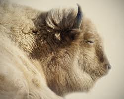 whitebuffalo